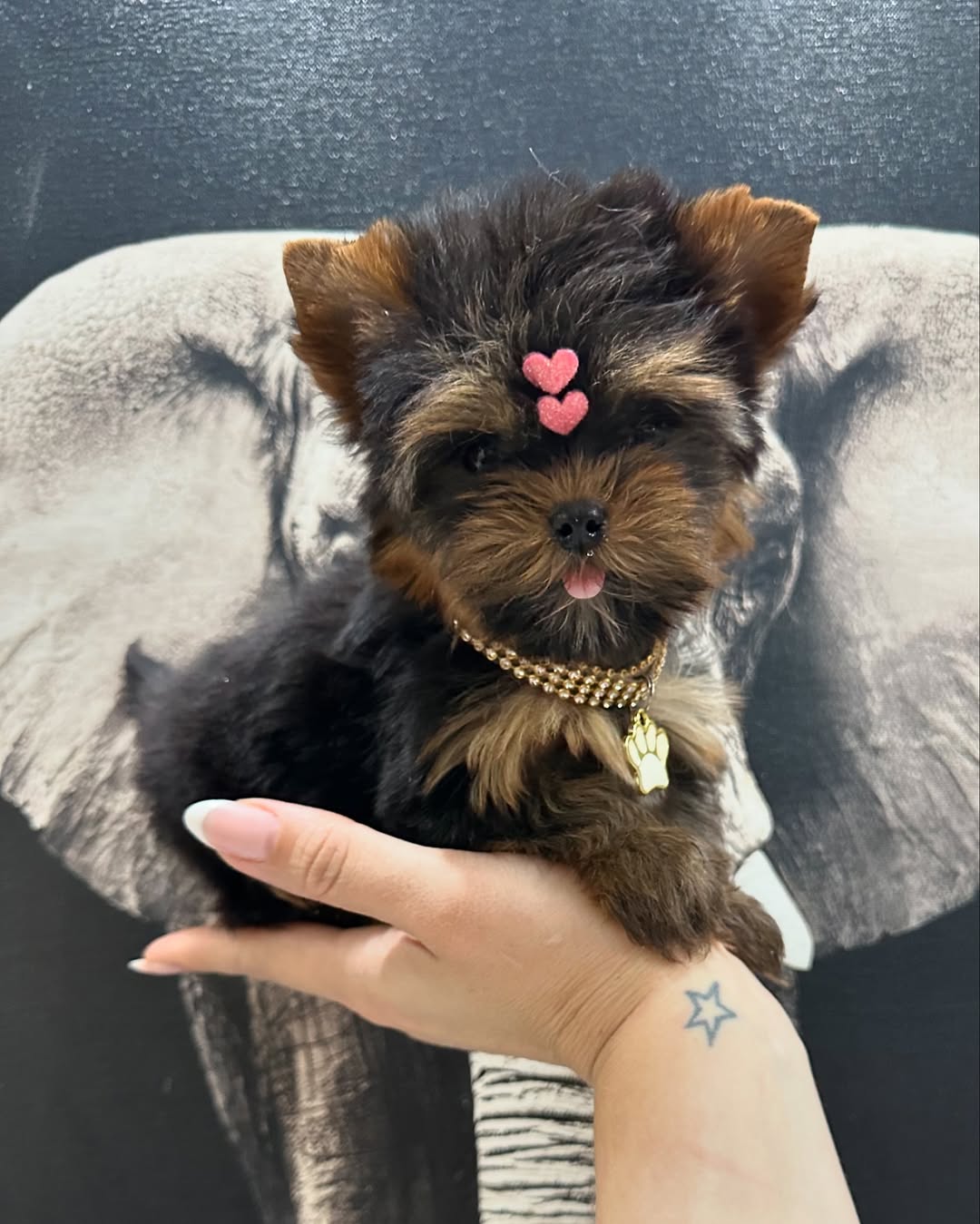 Leon - Male Yorkie Puppy